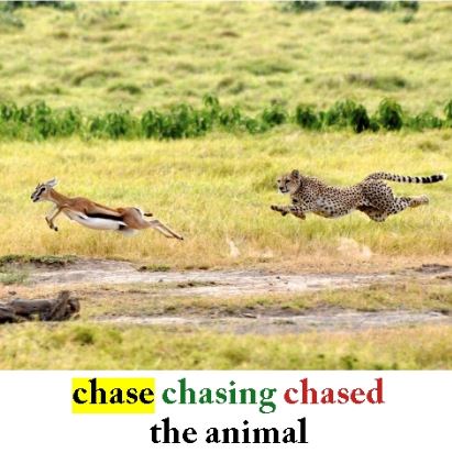 Chase